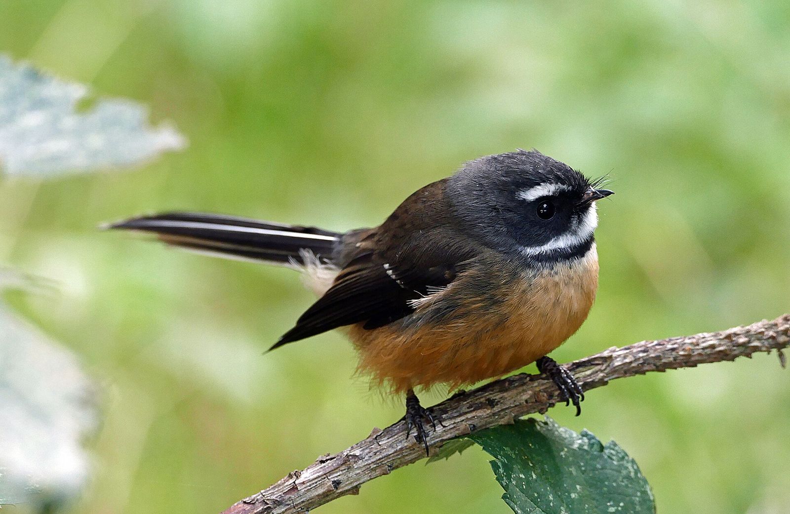 New Zealand Fantail