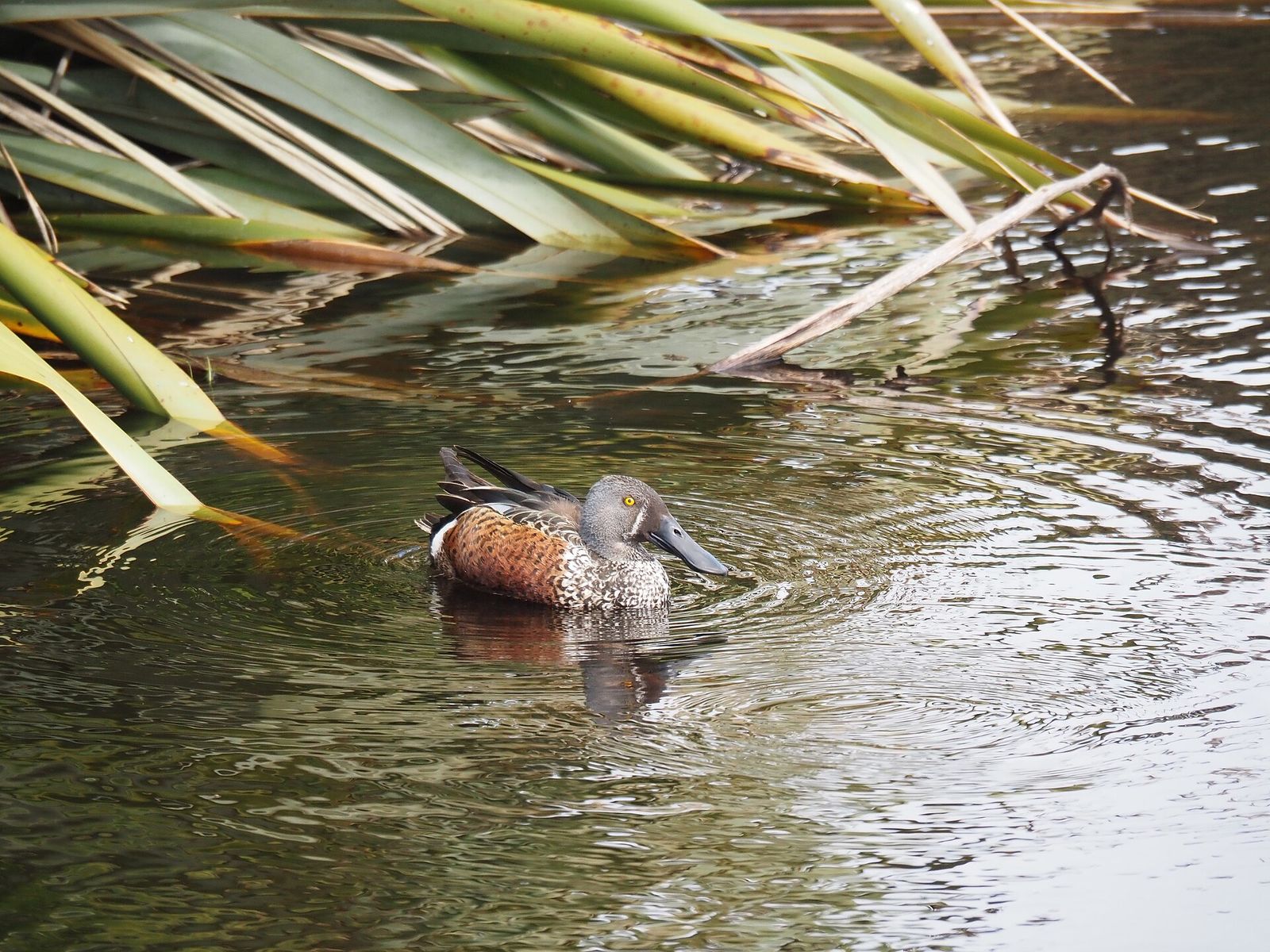 Australasian Shoveler
