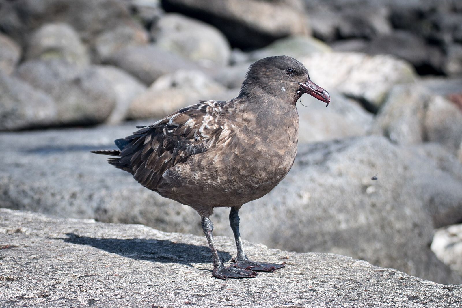 Southern Skua