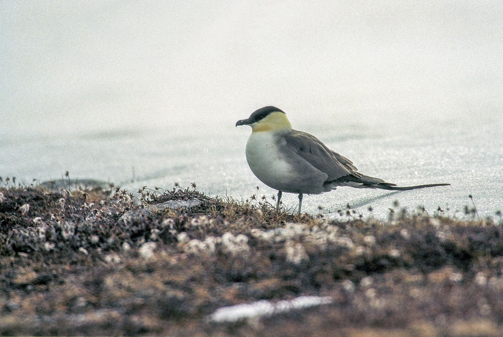 Long-tailed Skua
