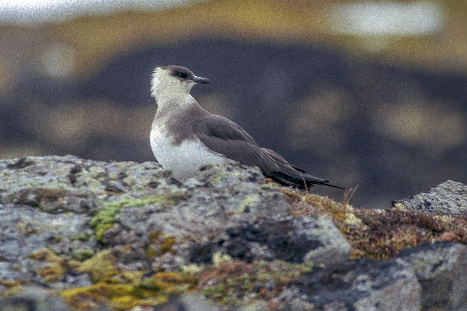 Arctic Skua