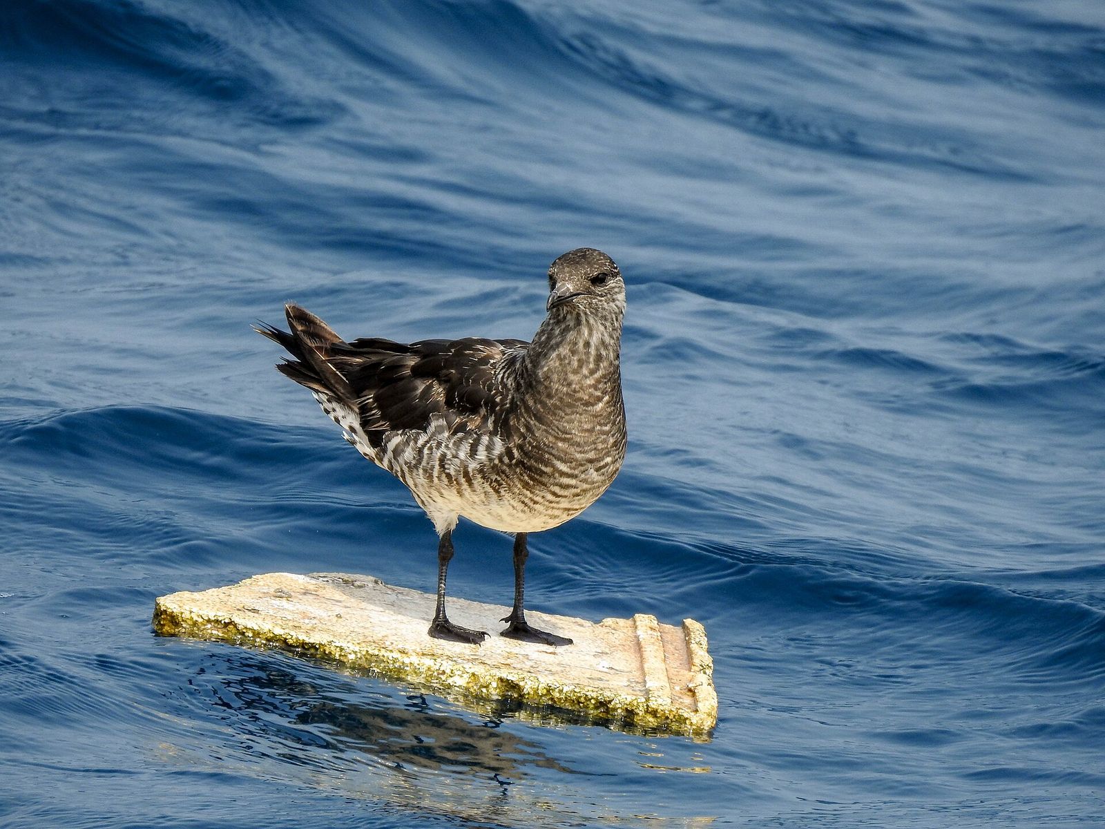 Pomarine Skua