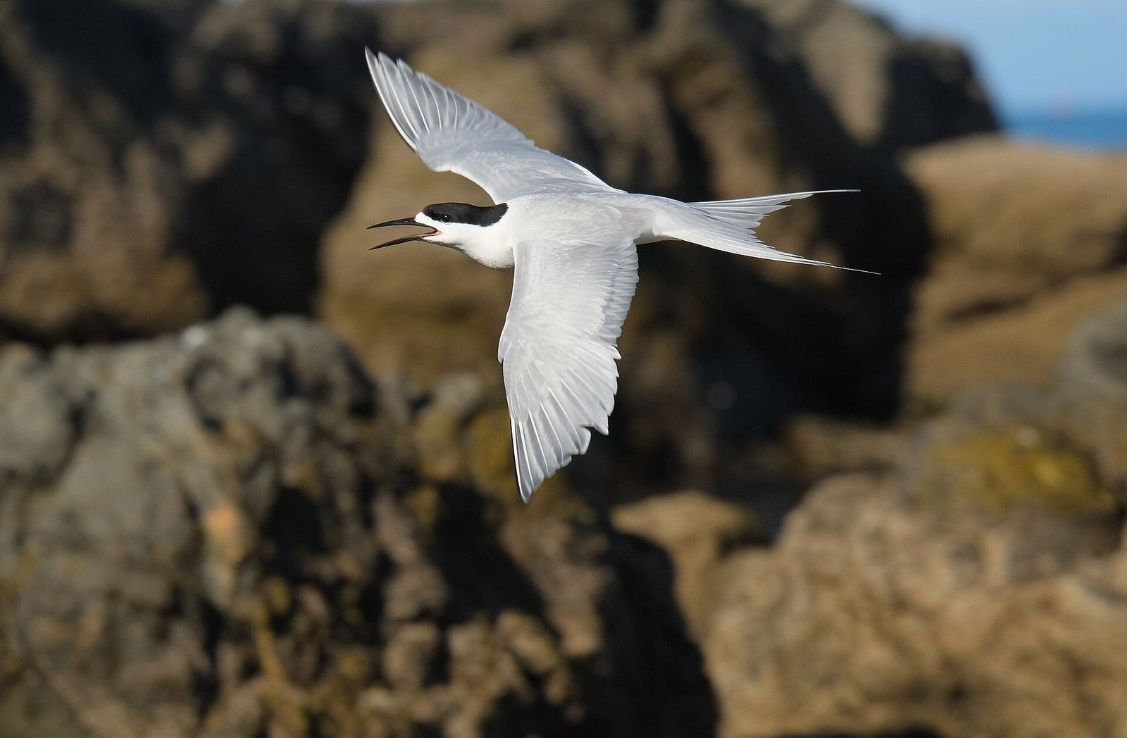 White-fronted Tern