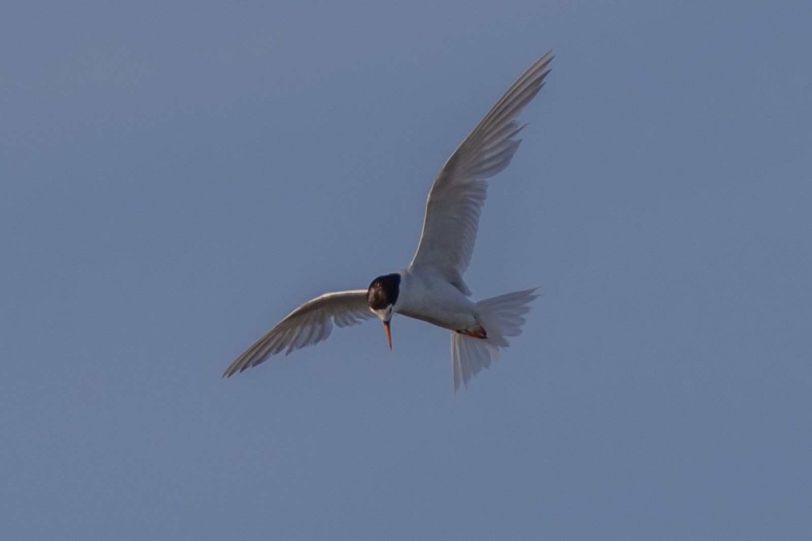 Fairy Tern