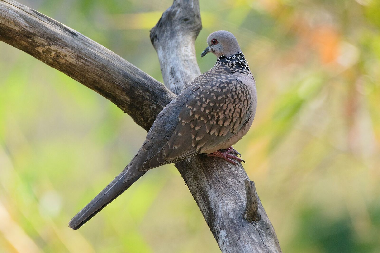 Spotted Dove