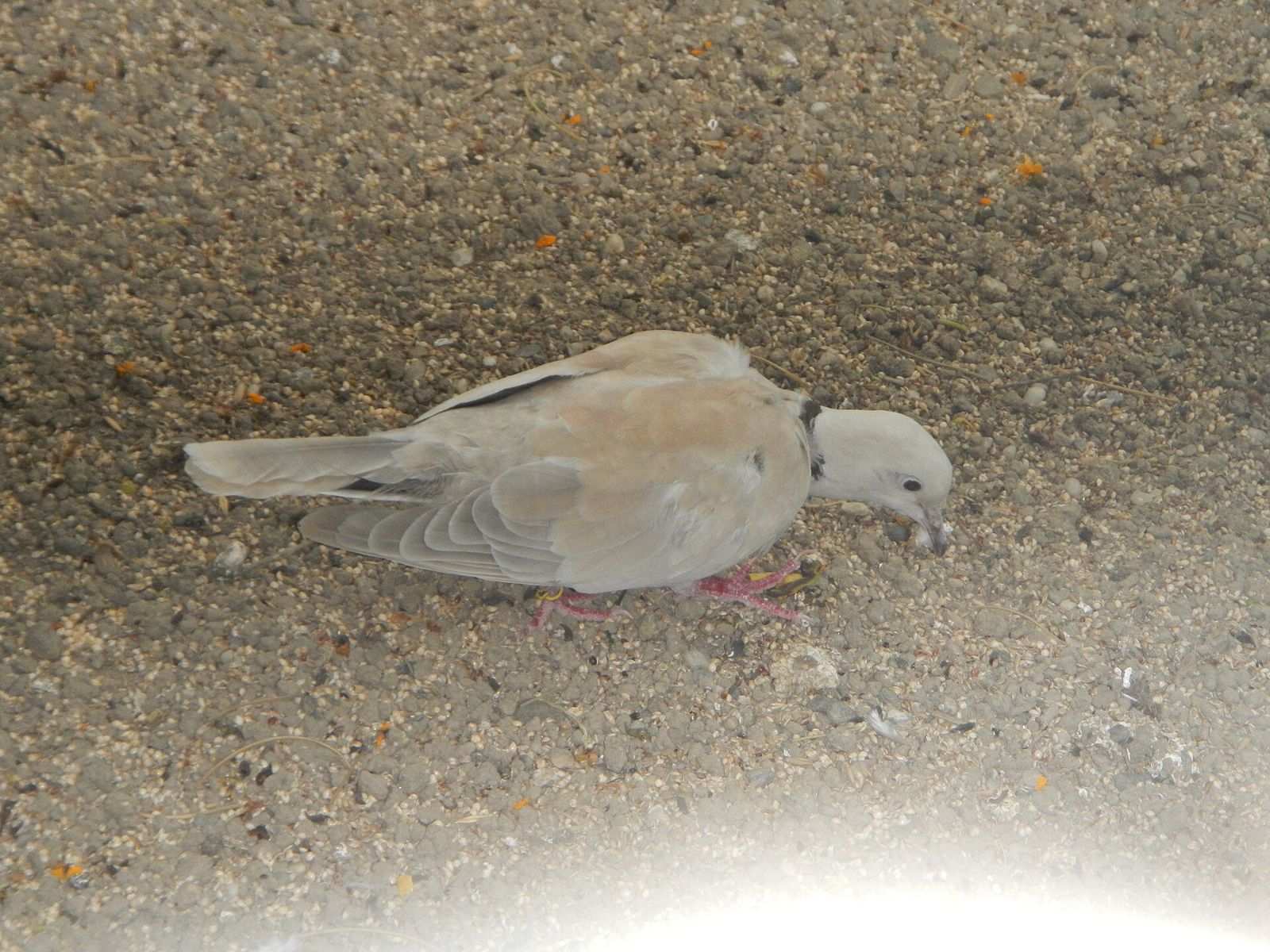 Barbary Dove