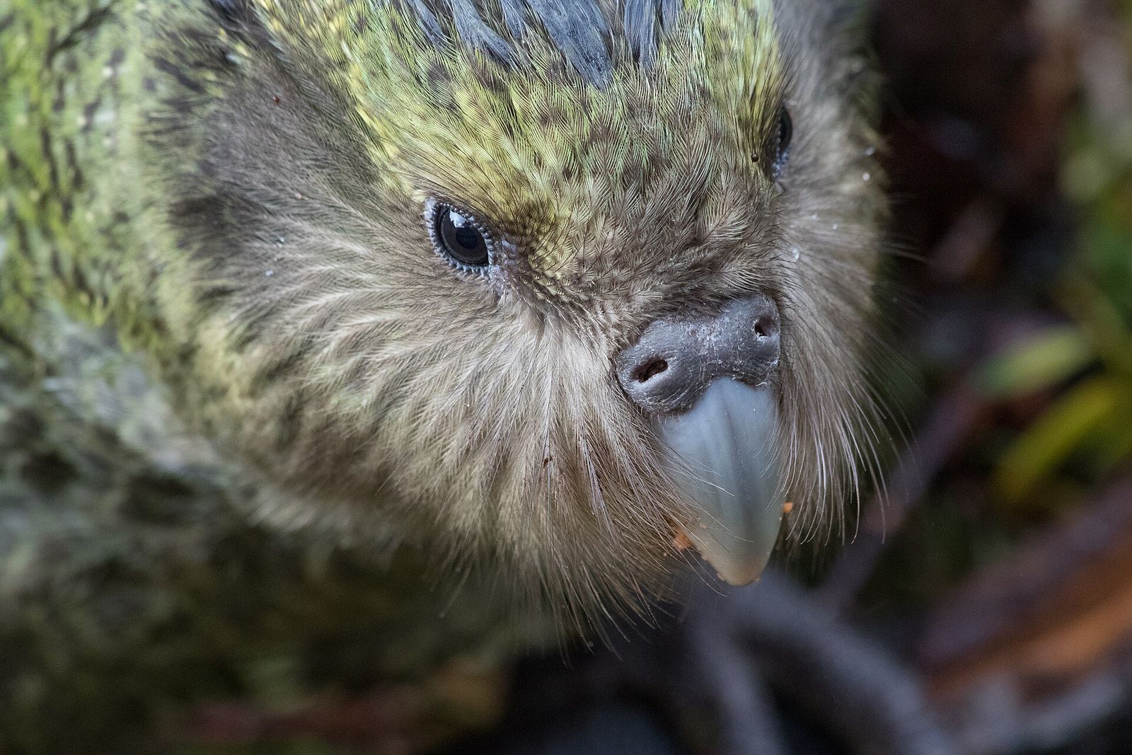 Kākāpō
