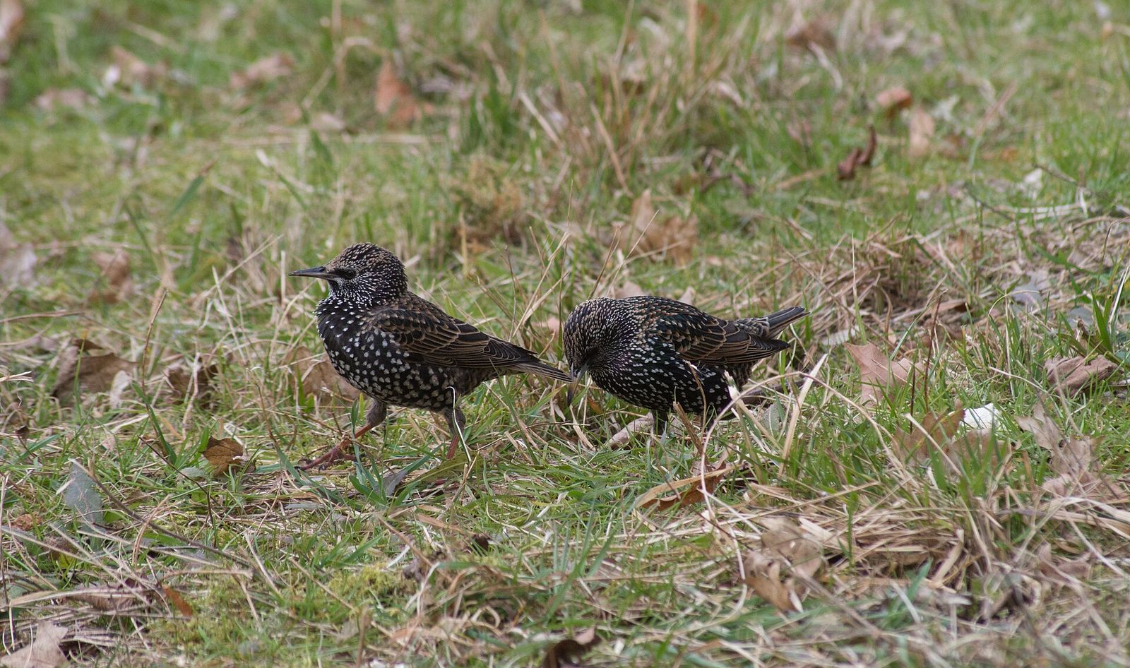 Common Starling