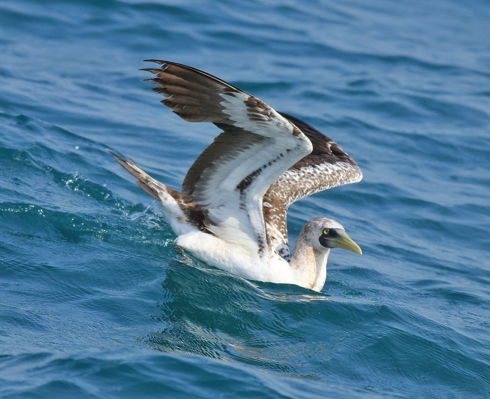 Masked Booby
