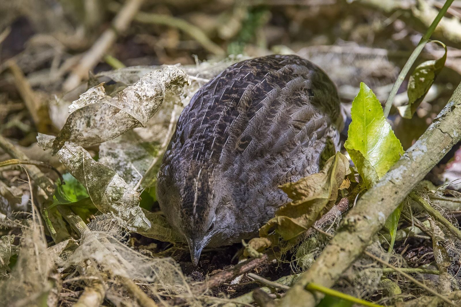 Brown Quail