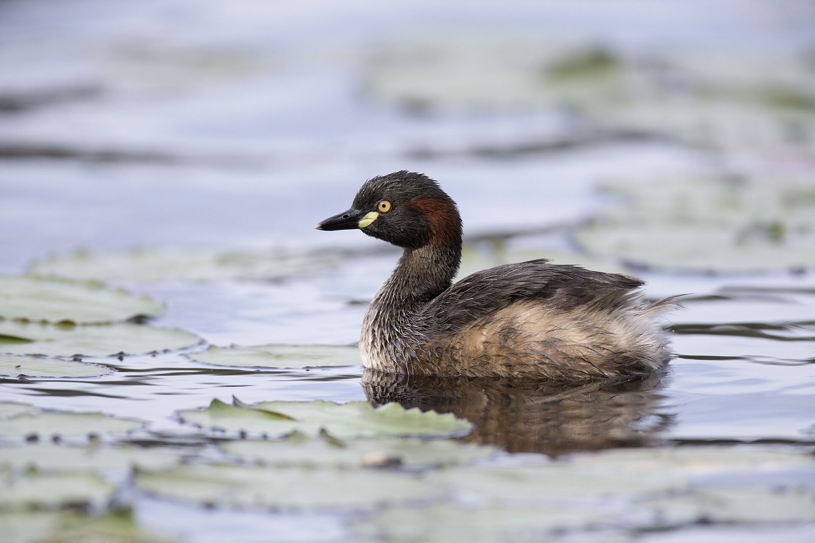 Eastern Little Grebe