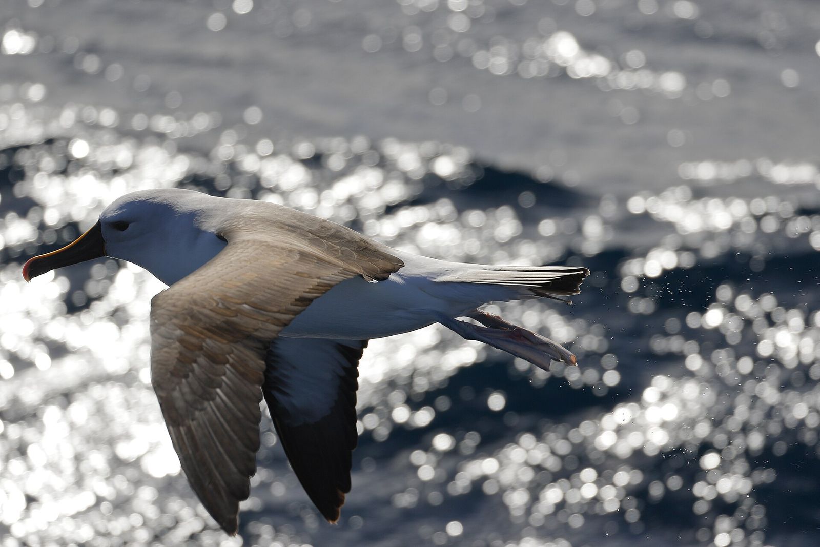 Indian Ocean Yellow-nosed Albatross