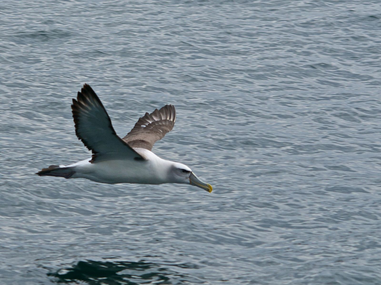White-capped Albatross