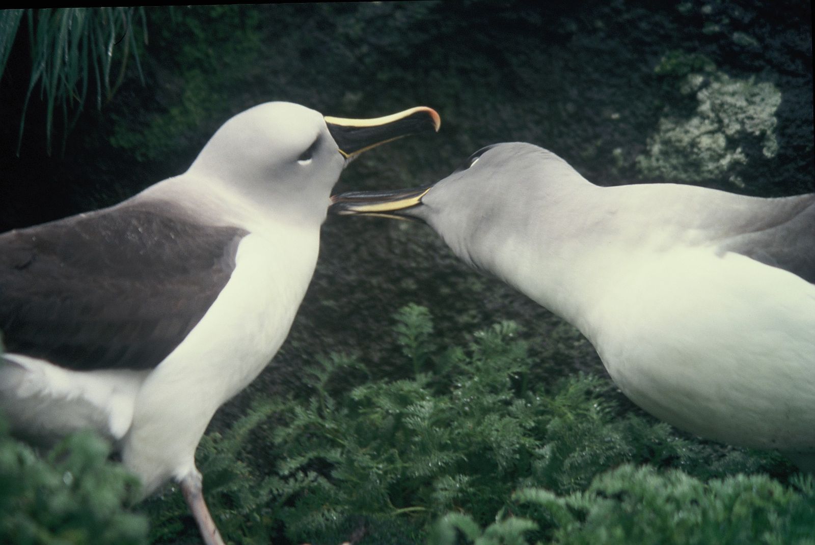 Grey-headed Albatross