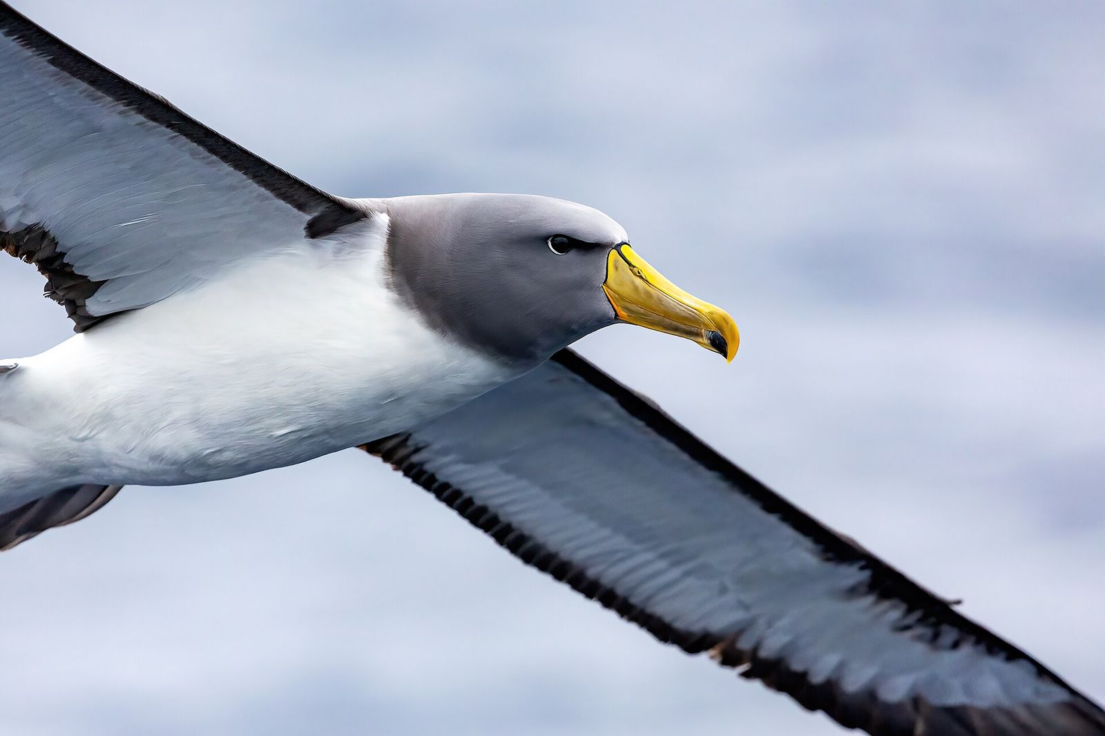 Chatham Island Albatross