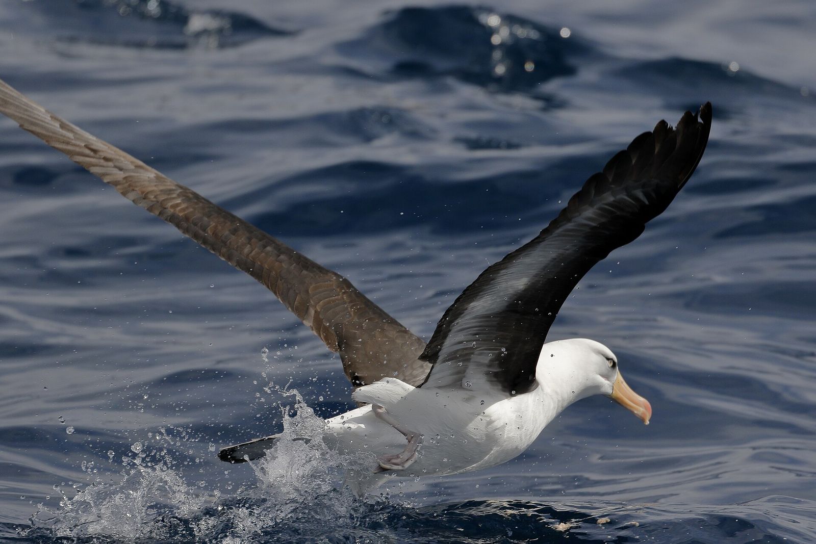 Campbell Black-browed Albatross