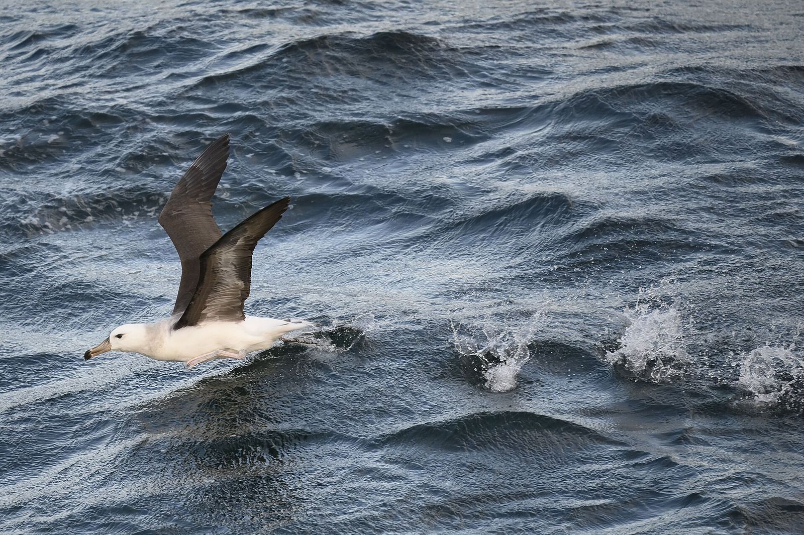 Black-browed Albatross