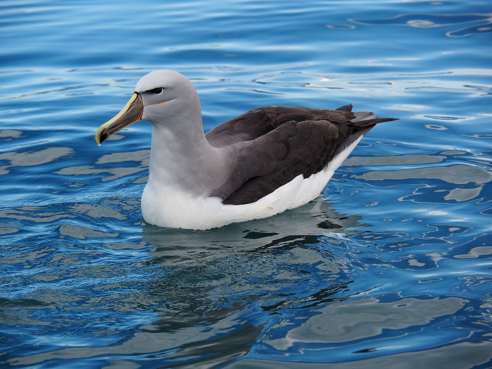 Salvin's Albatross