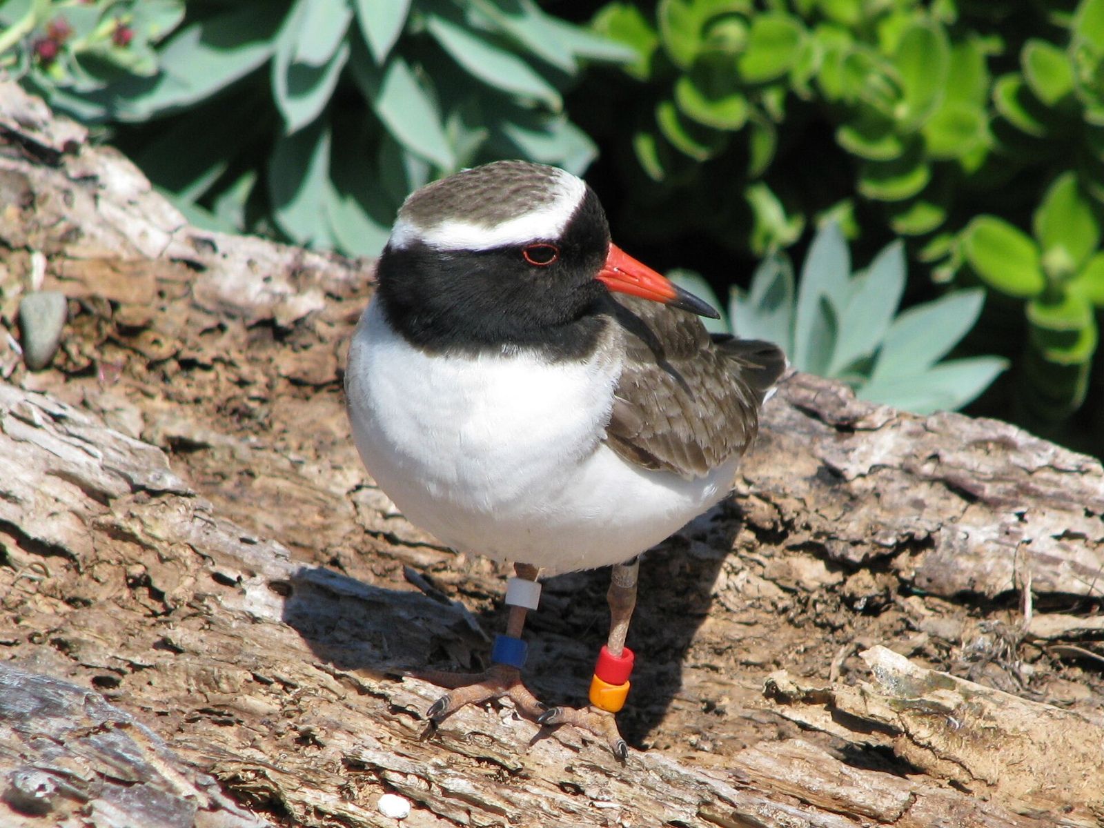 Shore Plover