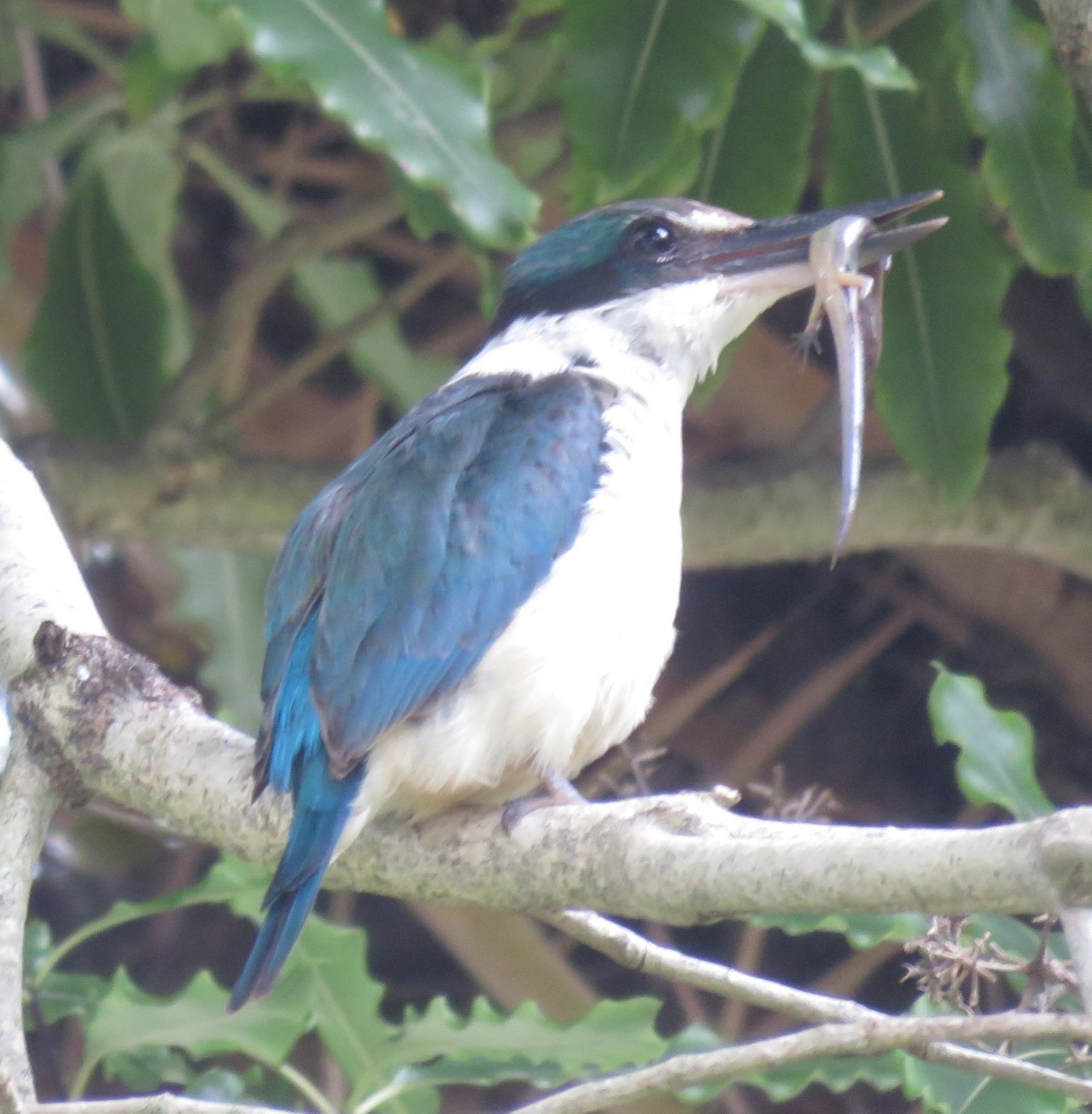 Sacred Kingfisher