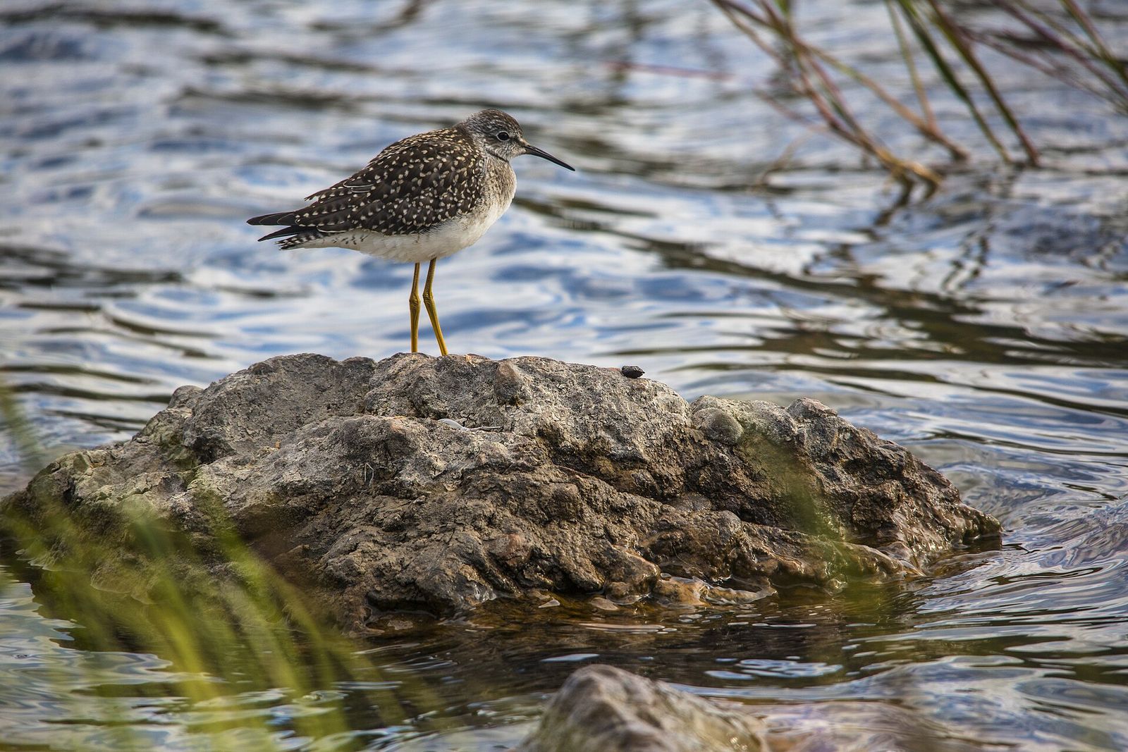 Lesser Yellowlegs