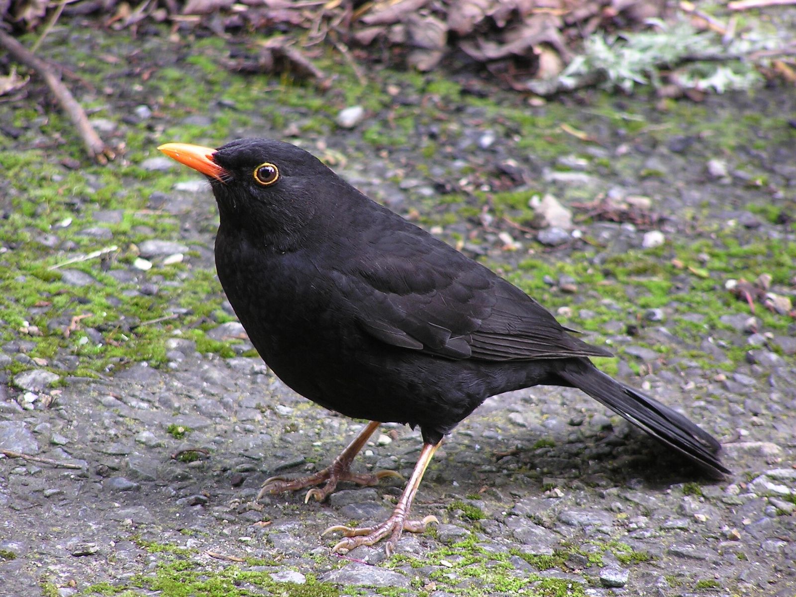 Eurasian Blackbird