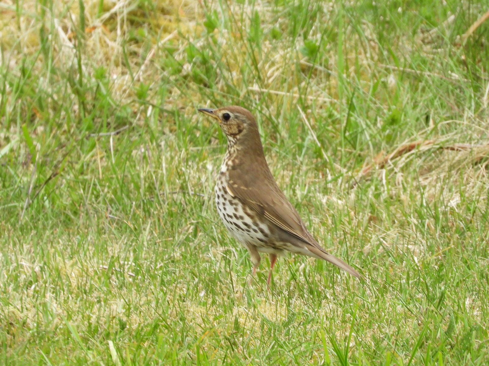 Song Thrush