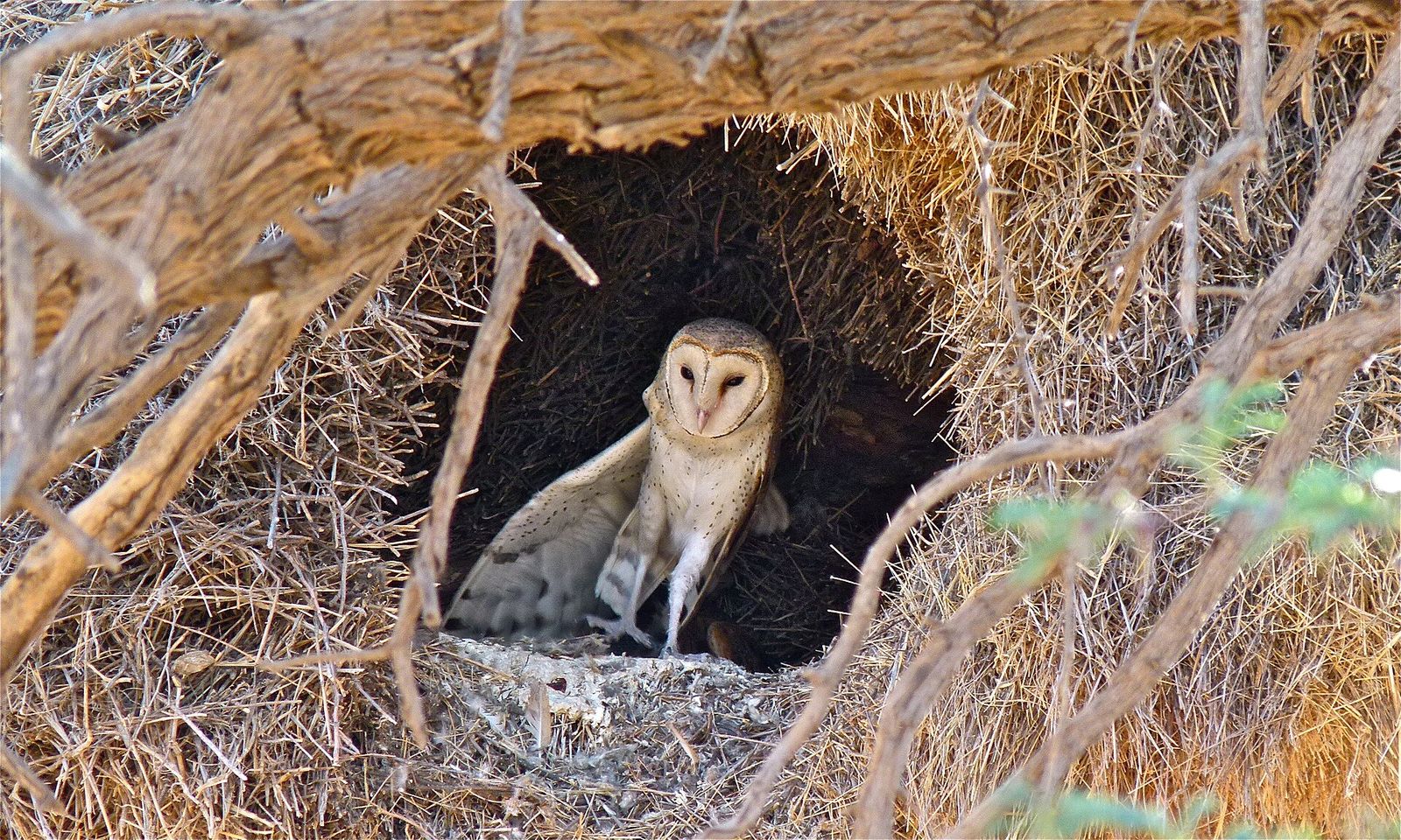Barn Owl