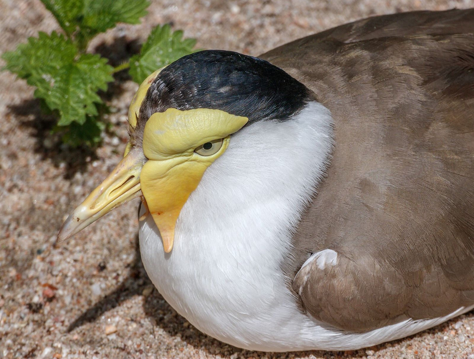 Masked Lapwing