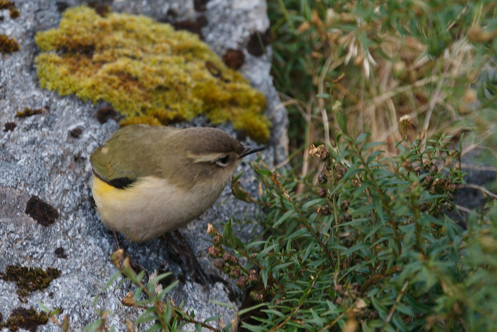 Rock Wren