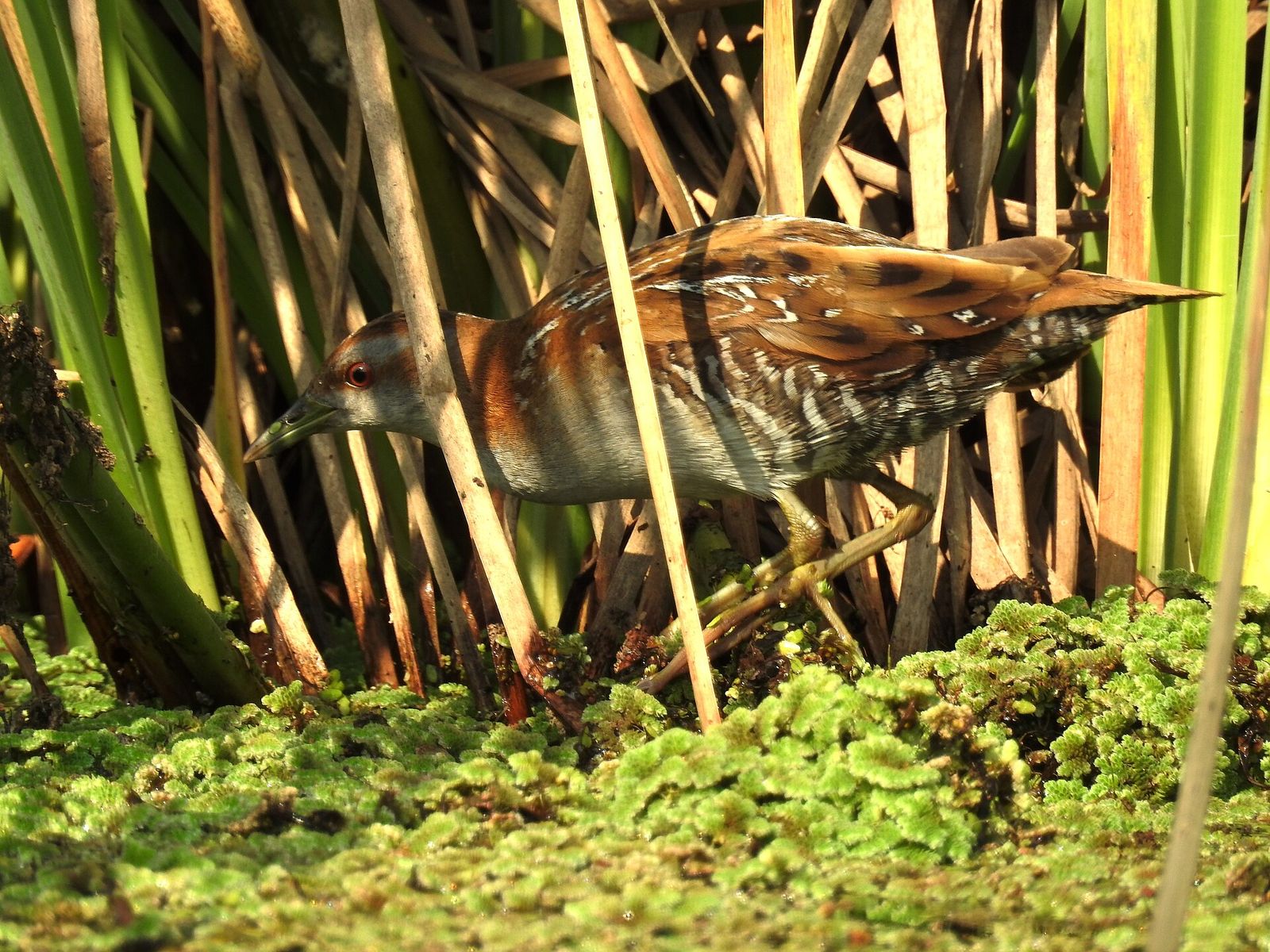 Baillon's Crake