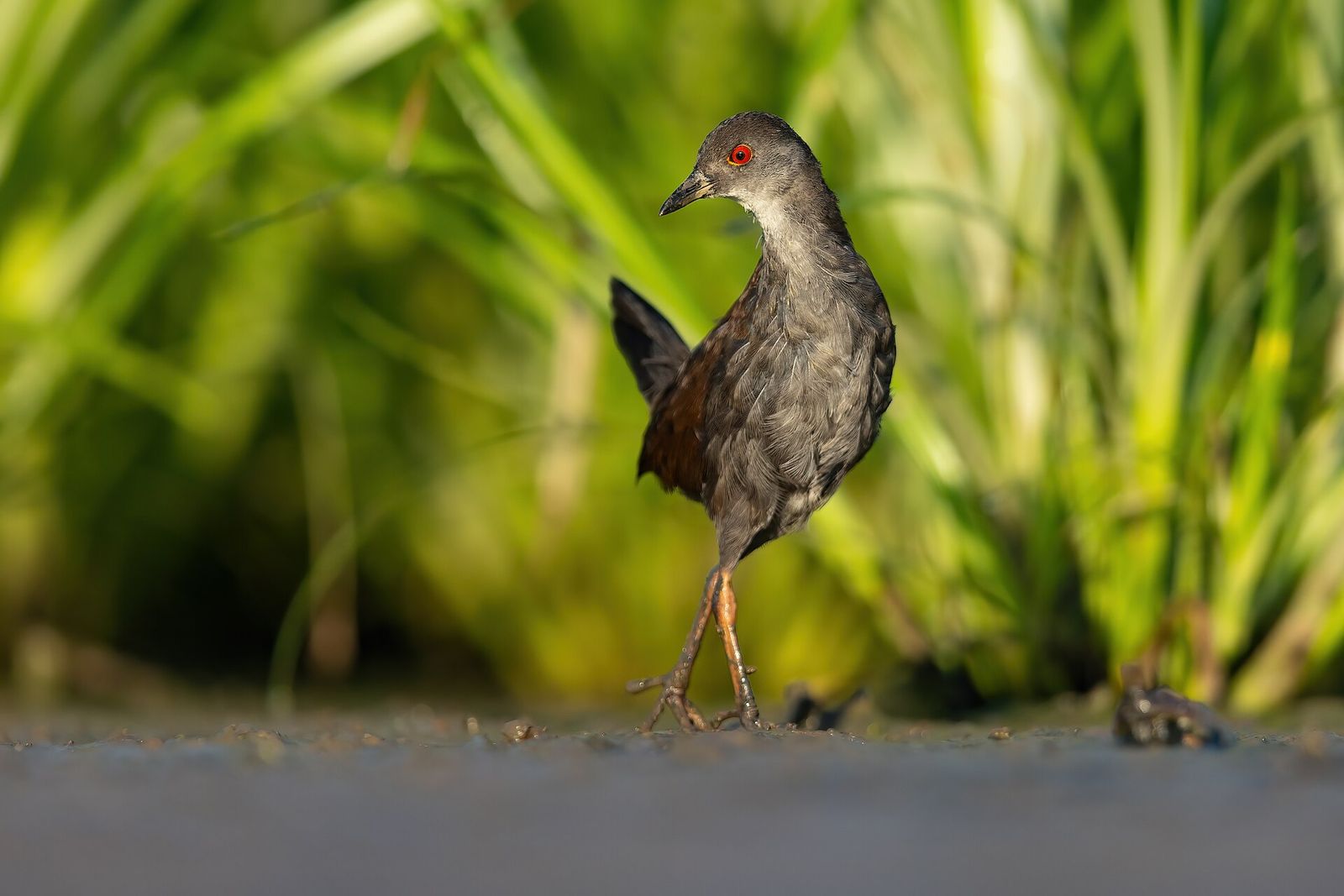 Spotless Crake