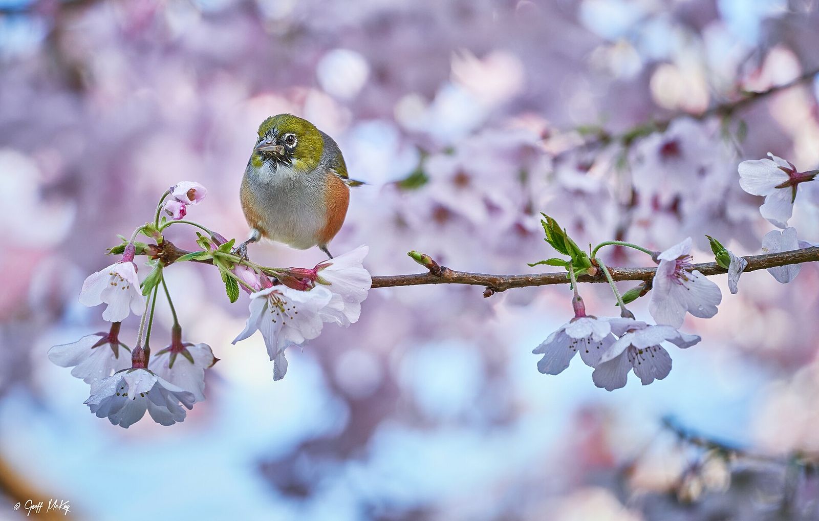 Silvereye
