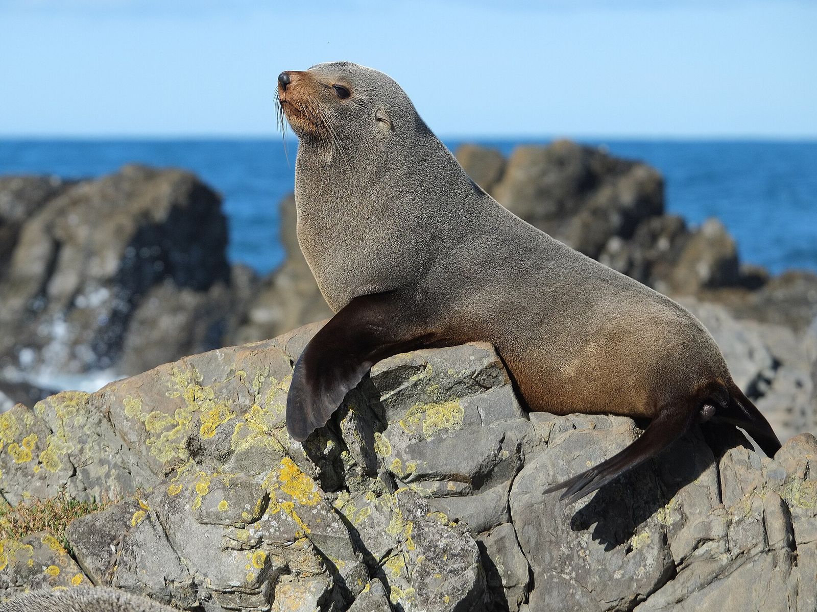 New Zealand Fur Seal