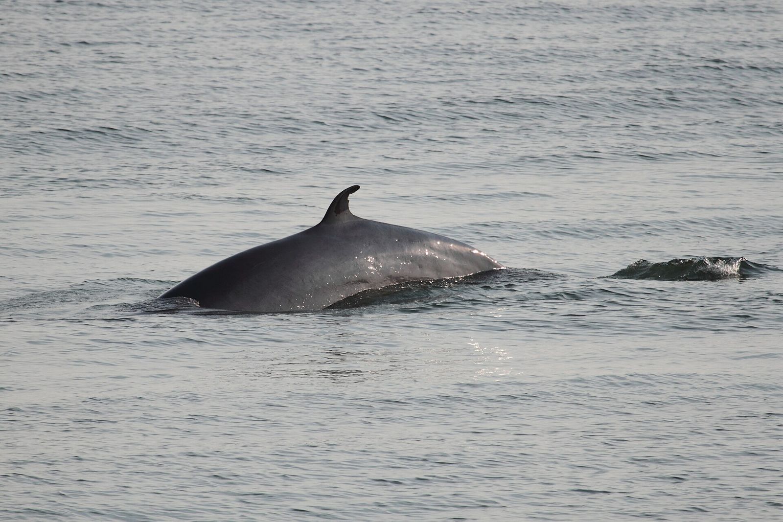 Common Minke Whale