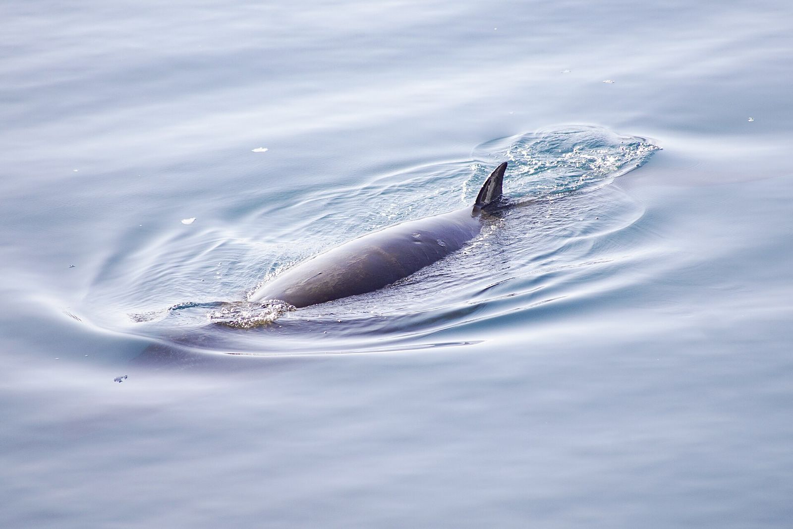 Antarctic Minke Whale