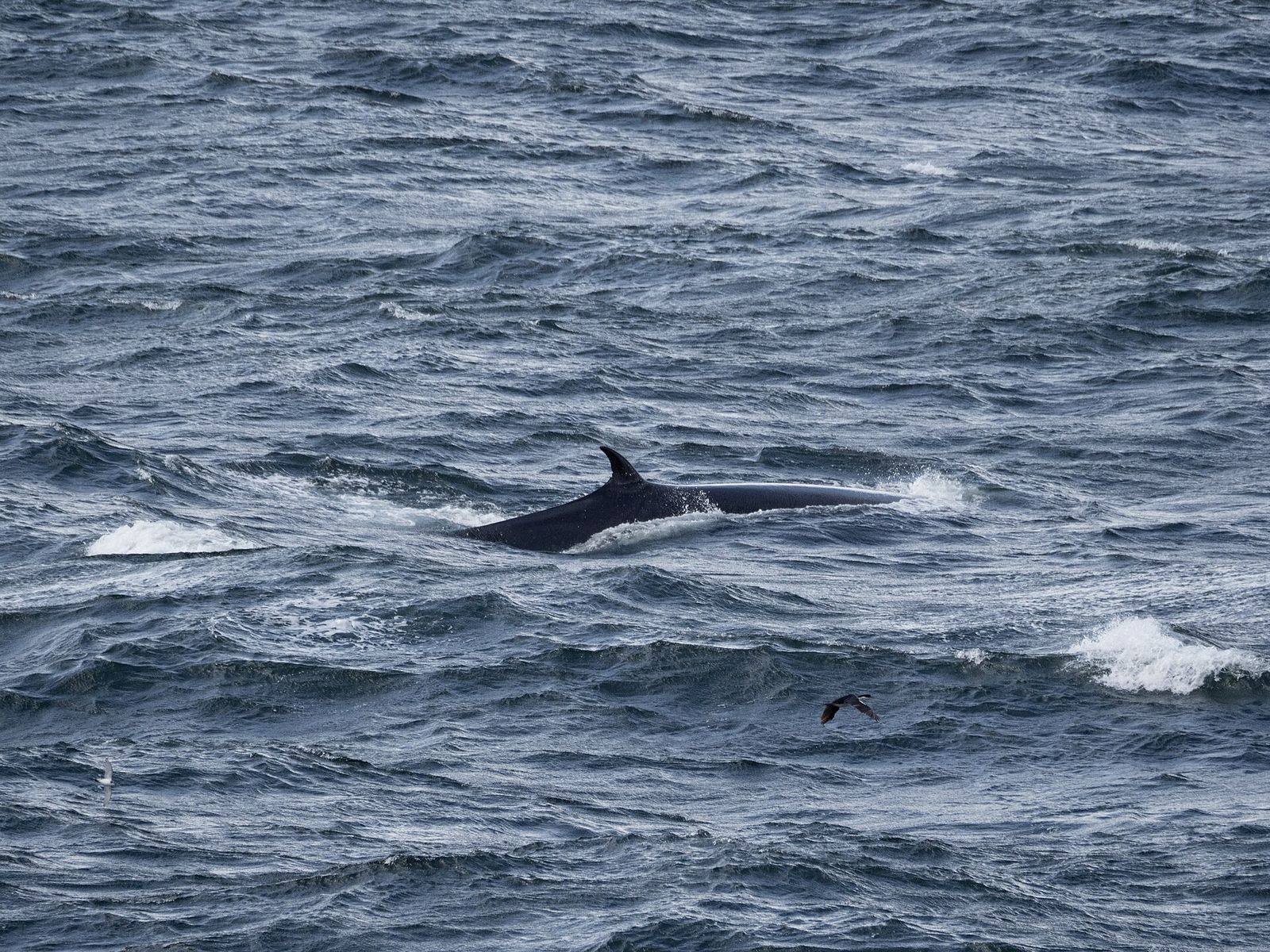 Southern Sei Whale