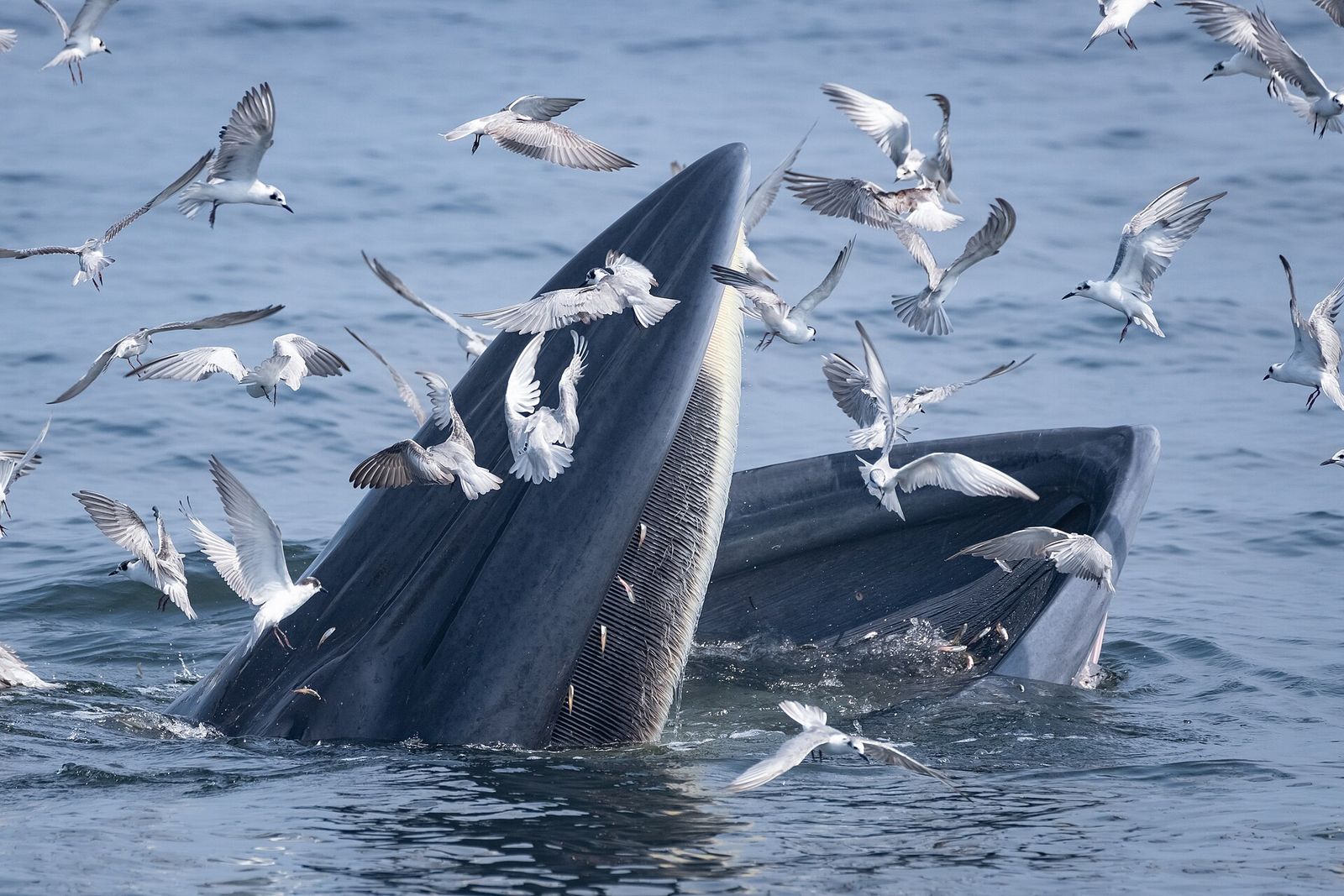 Bryde's Whale