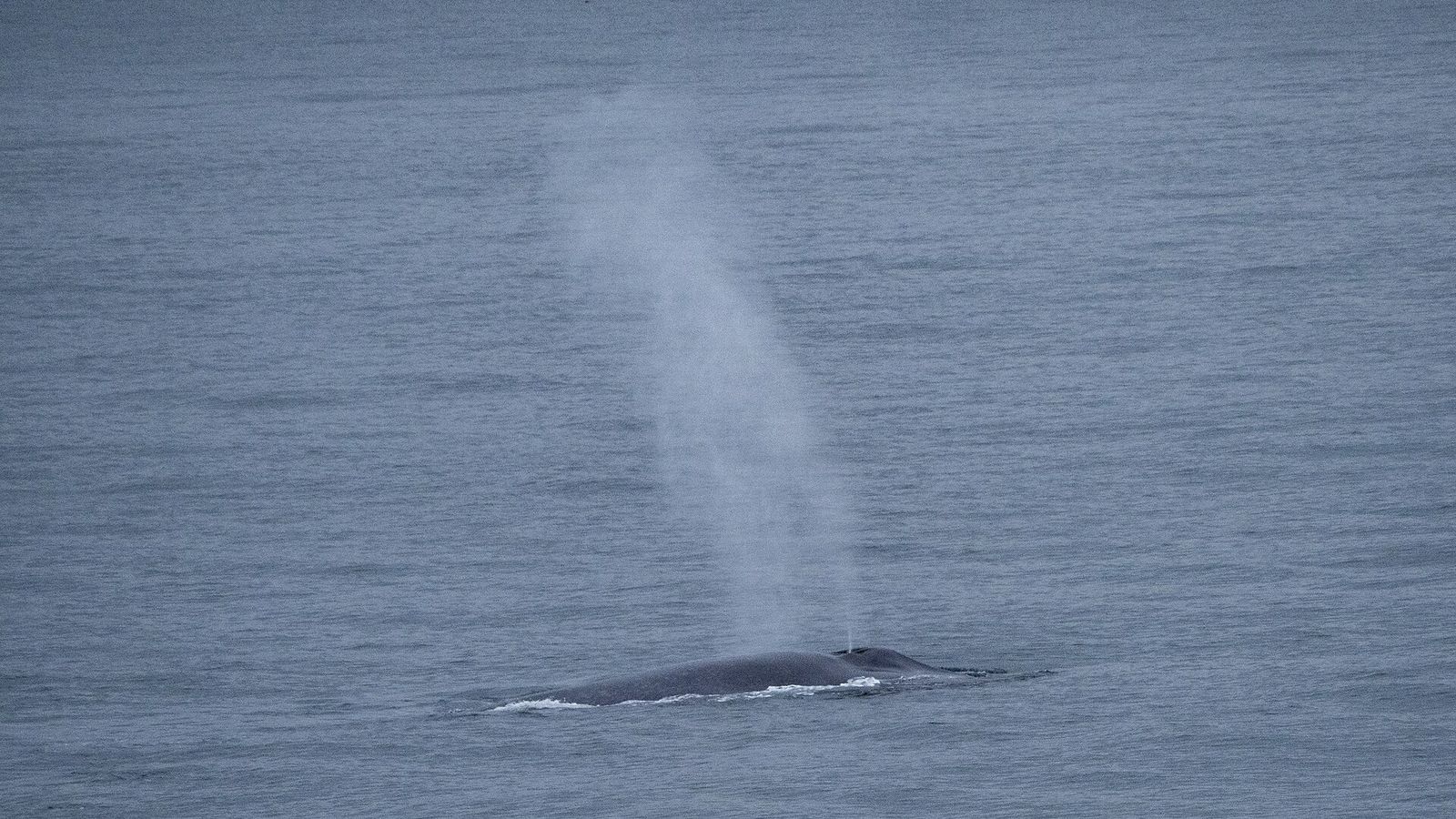Blue Whale