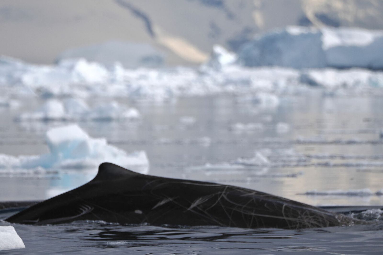 Arnoux's Beaked Whale