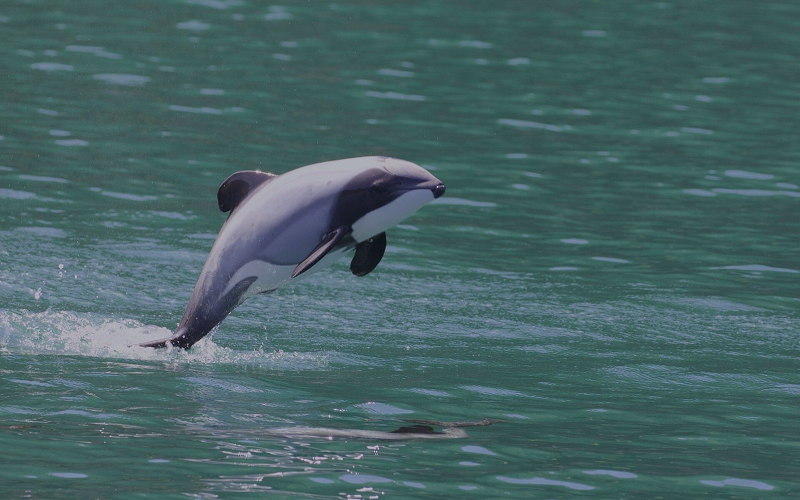 Hector's Dolphin