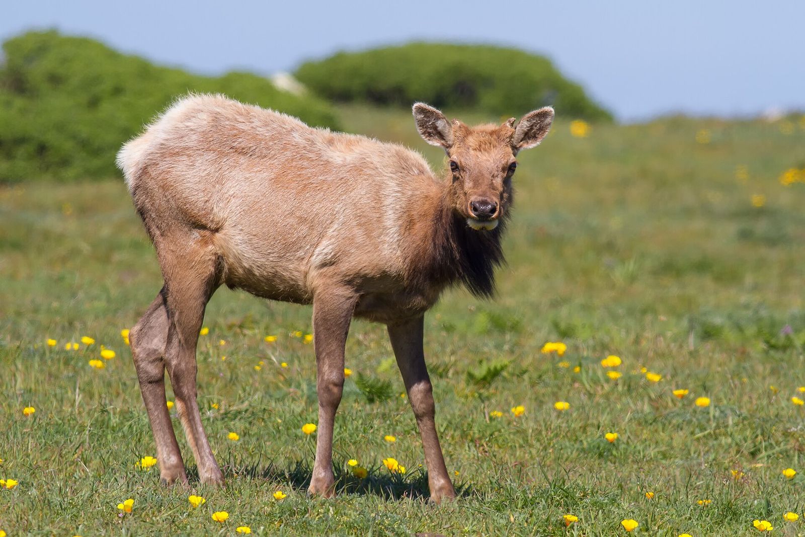Wapiti