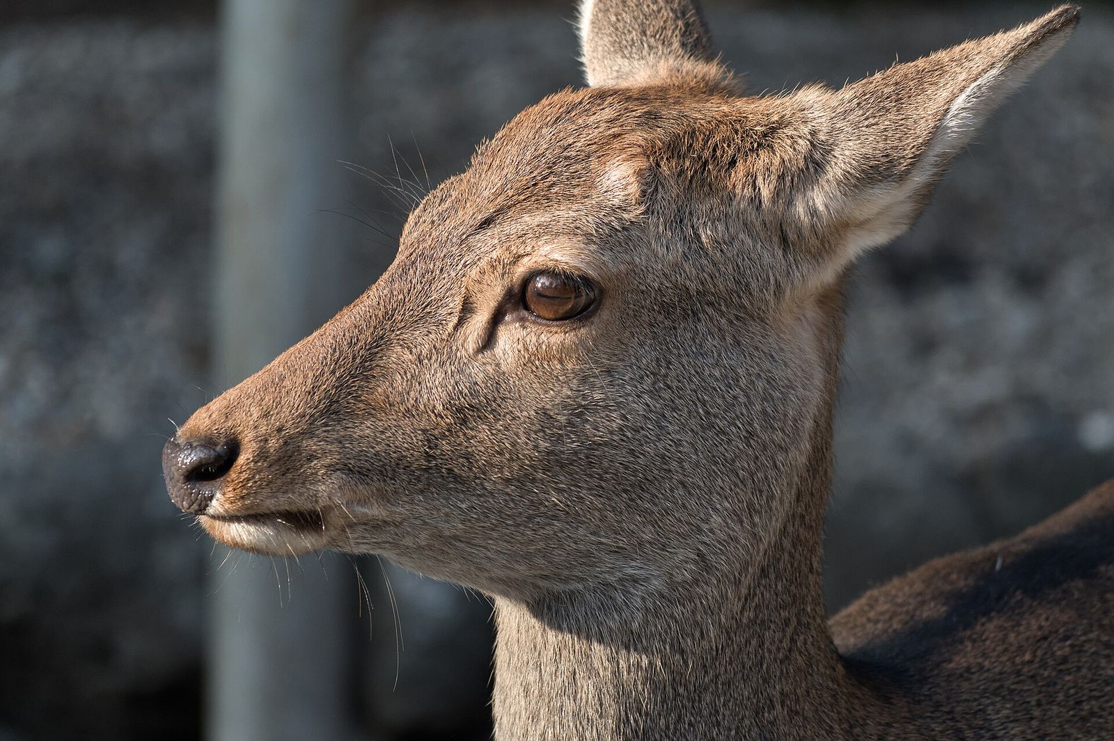 Sika Deer