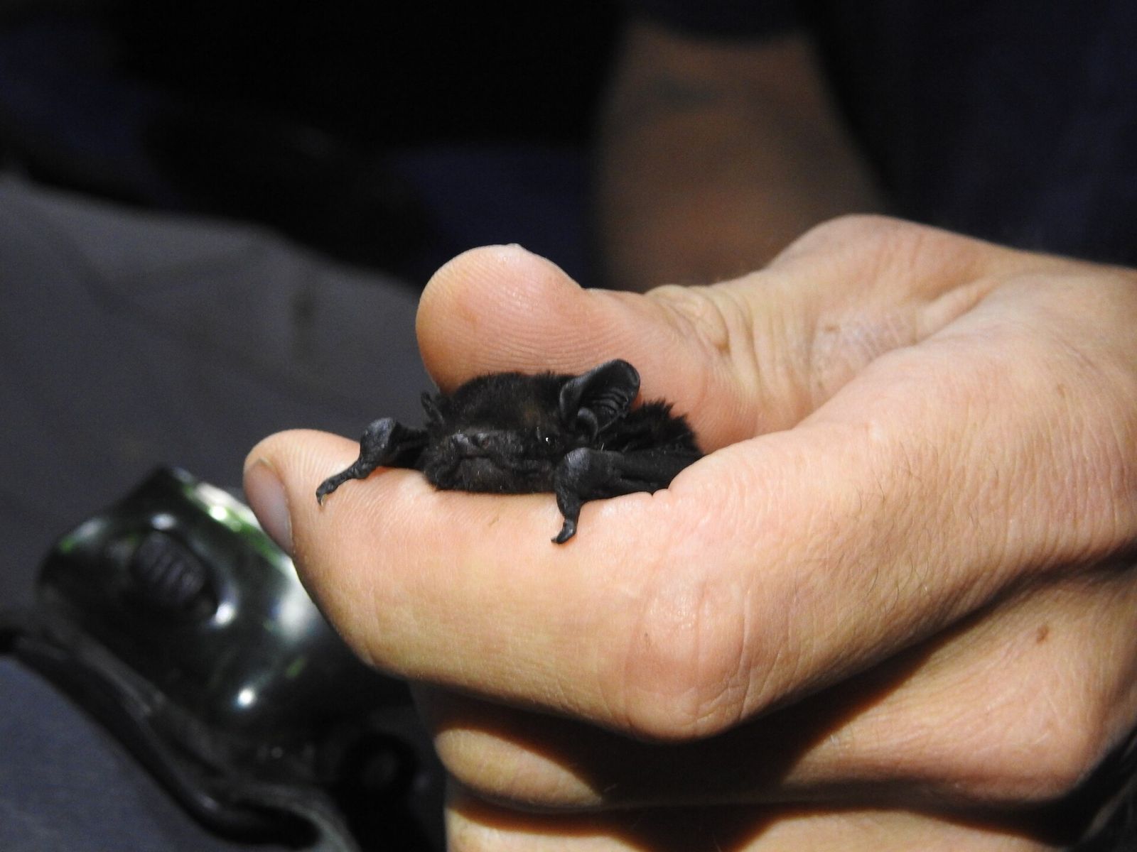 New Zealand Long-tailed Bat