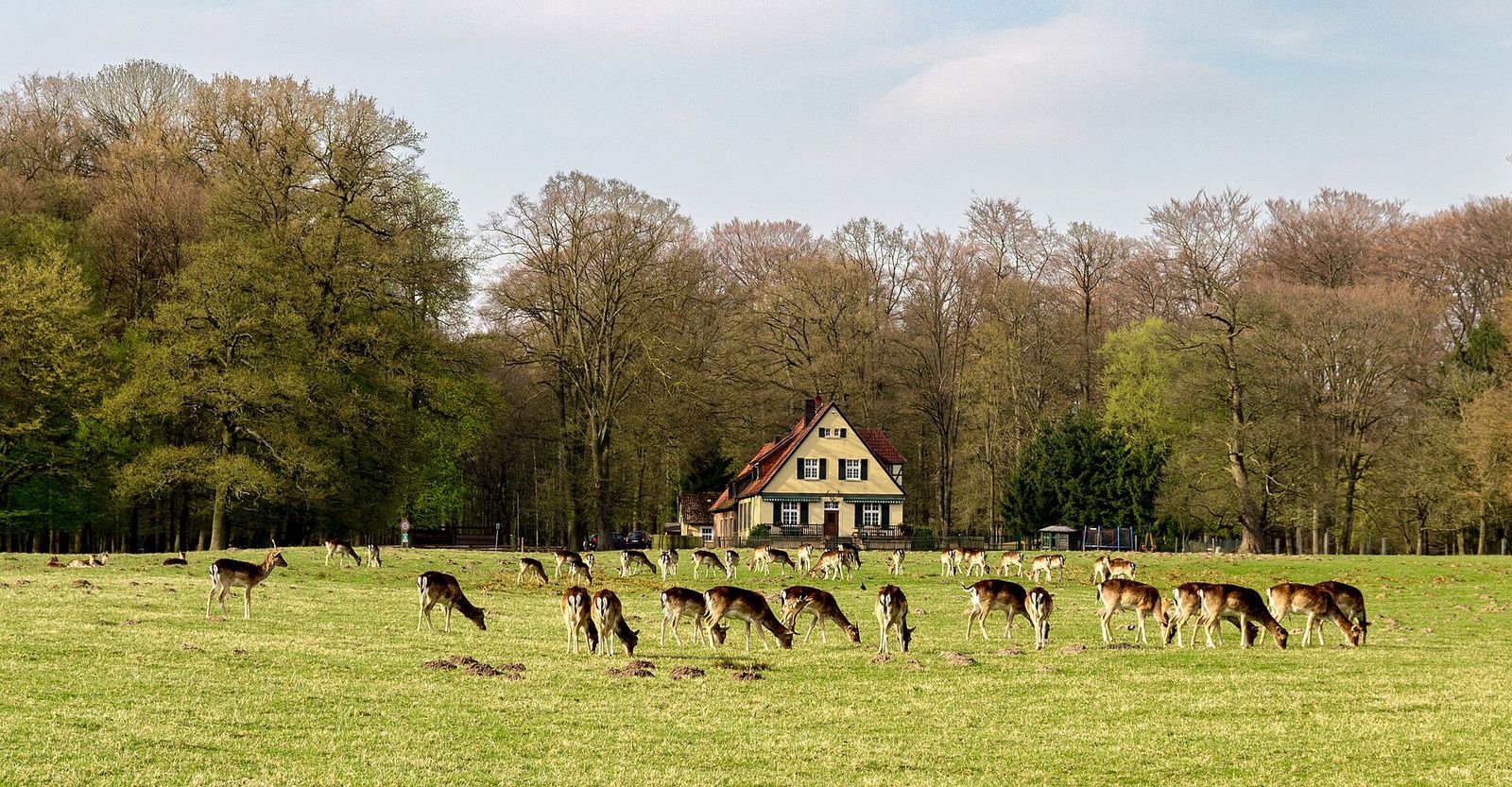Fallow Deer