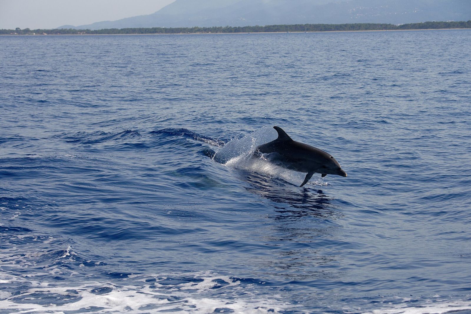 Common Dolphin