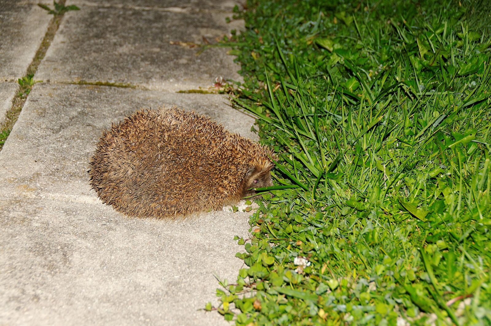 European Hedgehog