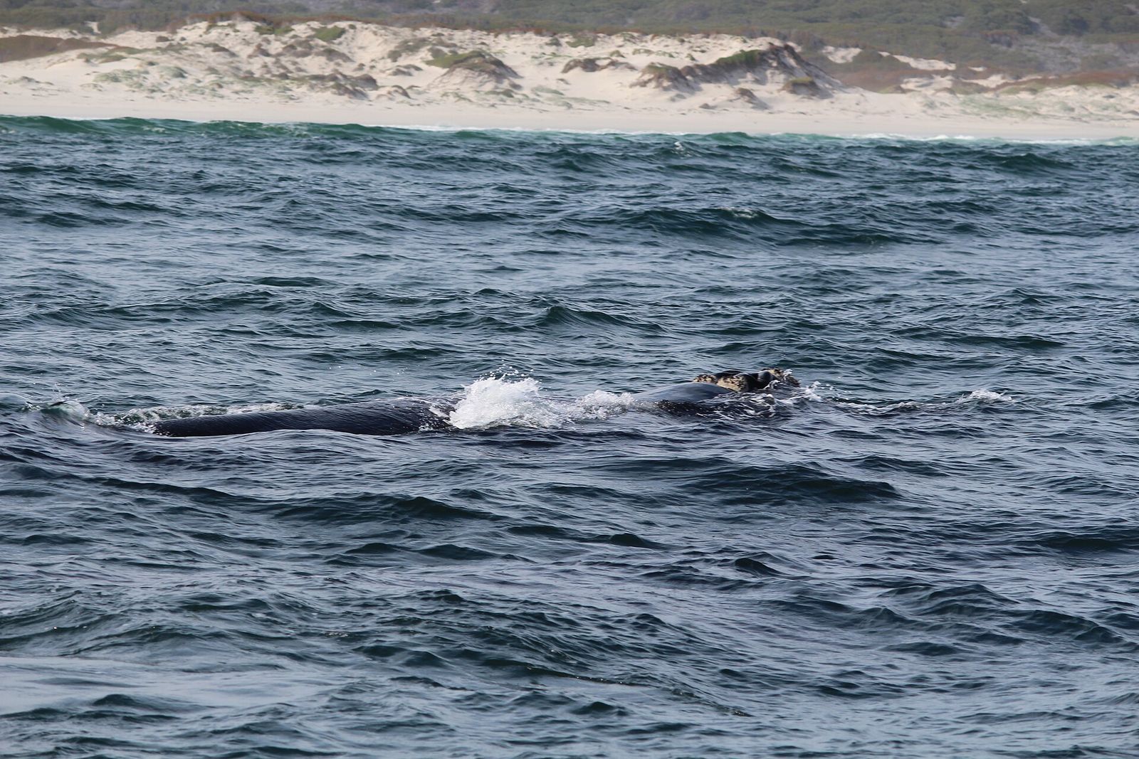 Southern Right Whale