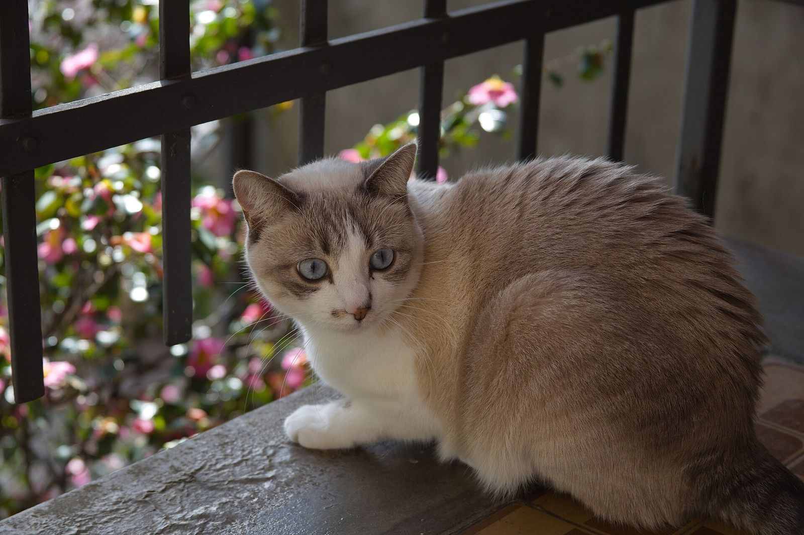 Cat
