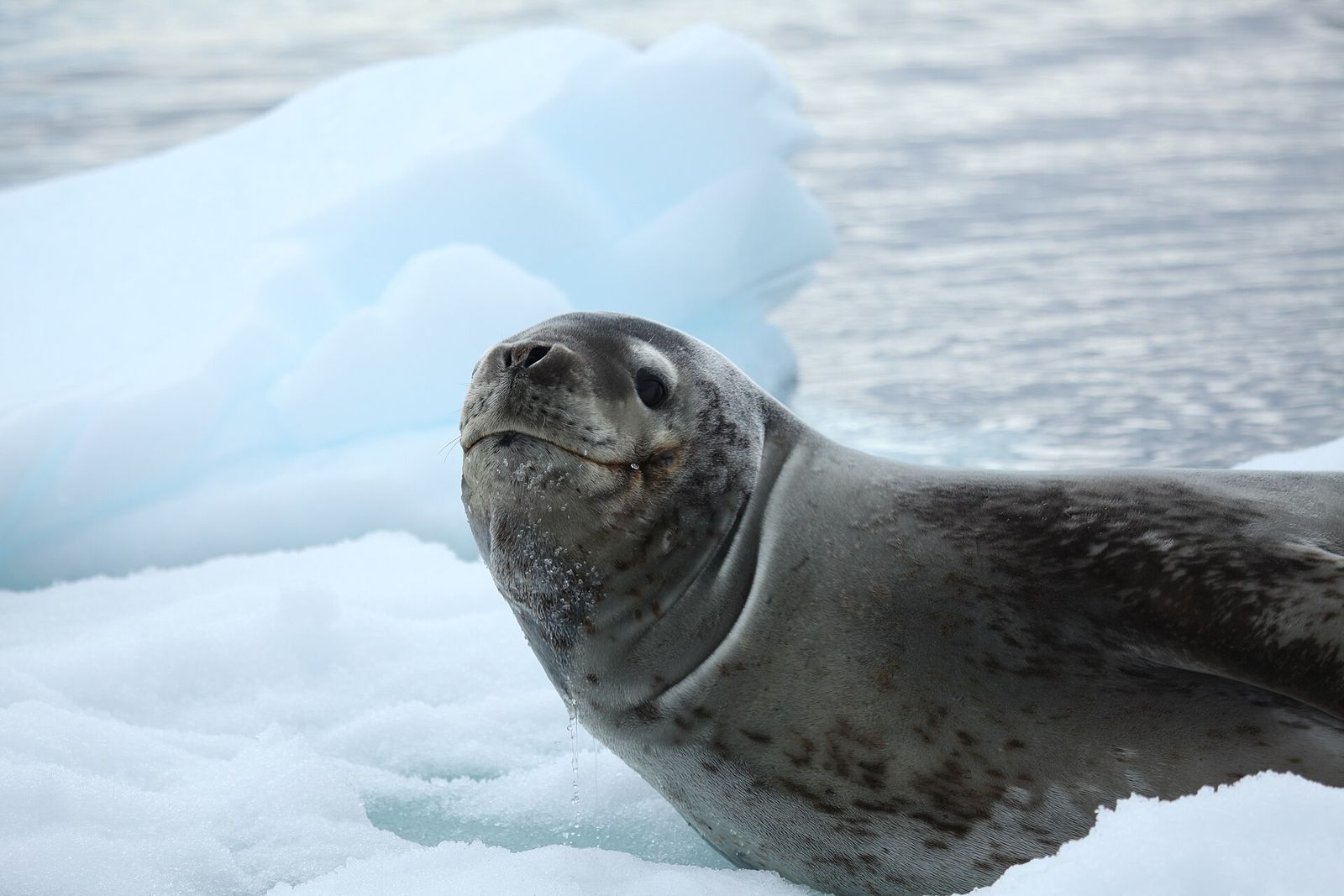 Leopard Seal